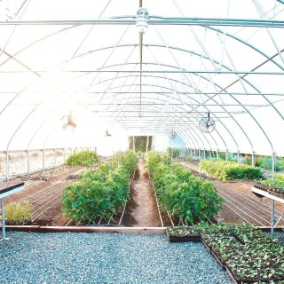 ビニールハウス栽培で温度を管理するには？ 作物に合った環境づくりを