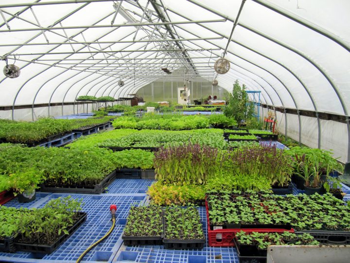 ビニールハウス栽培で温度を管理するには？ 作物に合った環境づくりを 