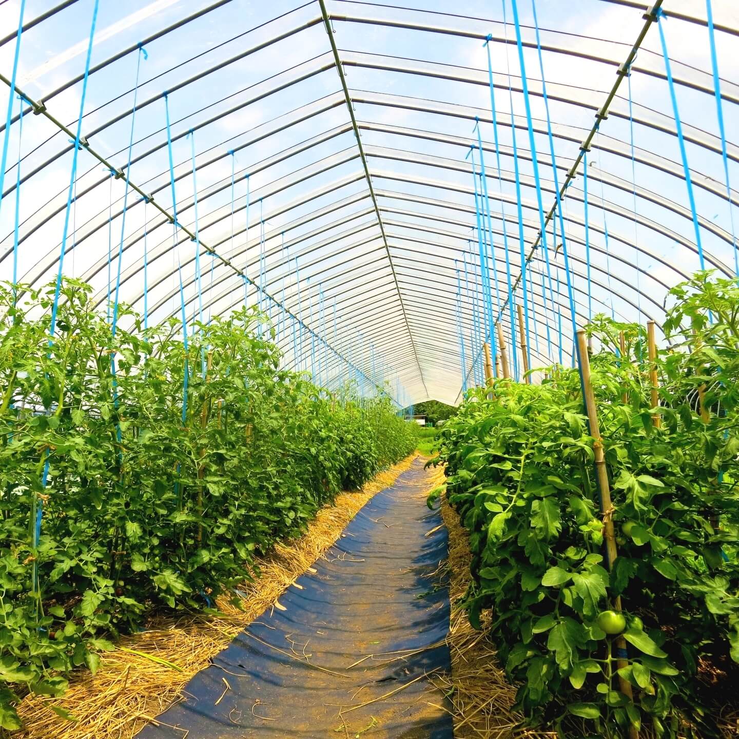 ビニールハウス栽培における湿度管理の方法│作物が育ちやすい環境に