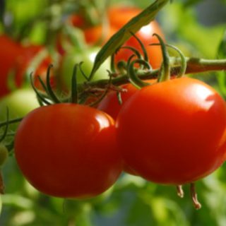 トマト栽培で起こり得る高温障害とは？ 収穫量を安定させるための対策