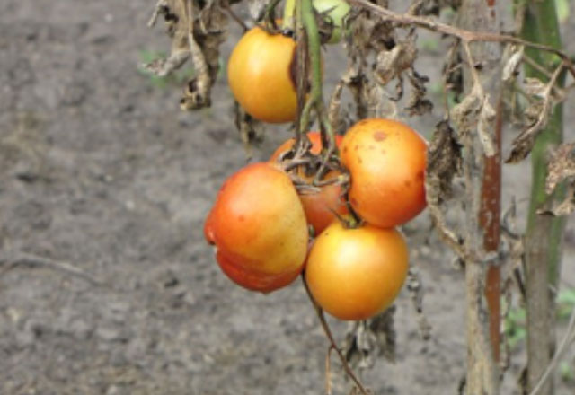トマト栽培で起こり得る高温障害とは 収穫量を安定させるための対策 コラム セイコーエコロジア