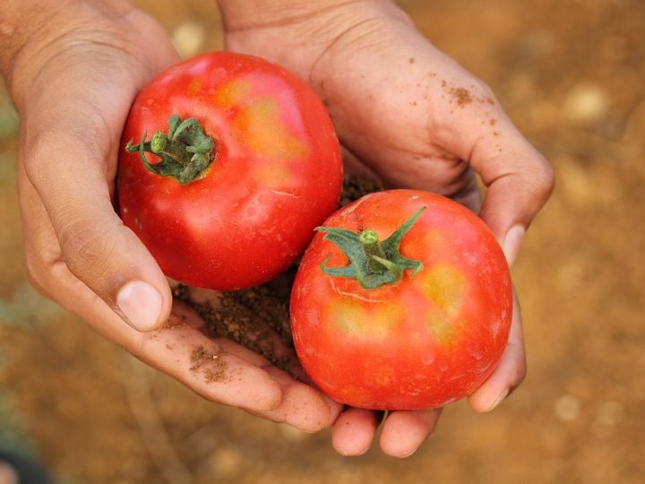 トマトをオオタバコガの被害から守るには 見分け方と駆除方法を解説 コラム セイコーエコロジア