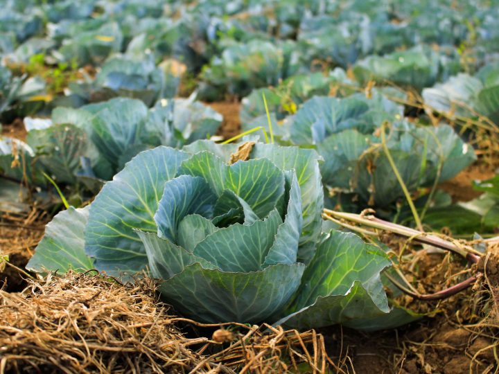 ヨトウムシの被害から作物を守るには 予防や駆除におすすめの設備 コラム セイコーエコロジア