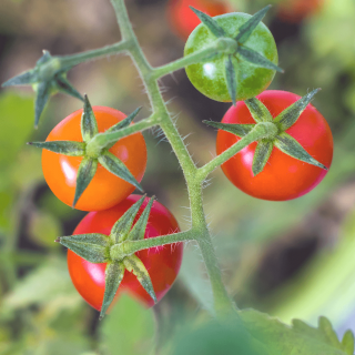 トマトをオオタバコガの被害から守るには？見分け方と駆除方法を解説