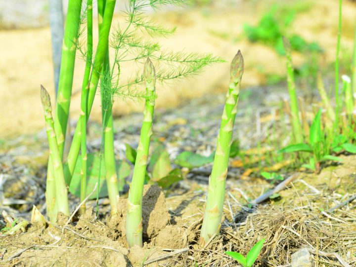 ガス 方 植え アスパラ の 観葉植物のアスパラガスの育て方とは？育てる場所や水やりのコツ、肥料の与え方などについて解説【カインズ植物図鑑】