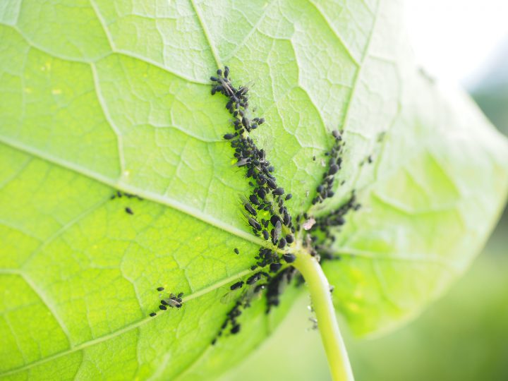 アブラムシ対策の基礎知識 作物を害虫から守る予防 駆除方法 コラム セイコーエコロジア