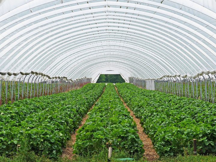 施設園芸農業とは メリット デメリットと始めるときのポイント コラム セイコーエコロジア