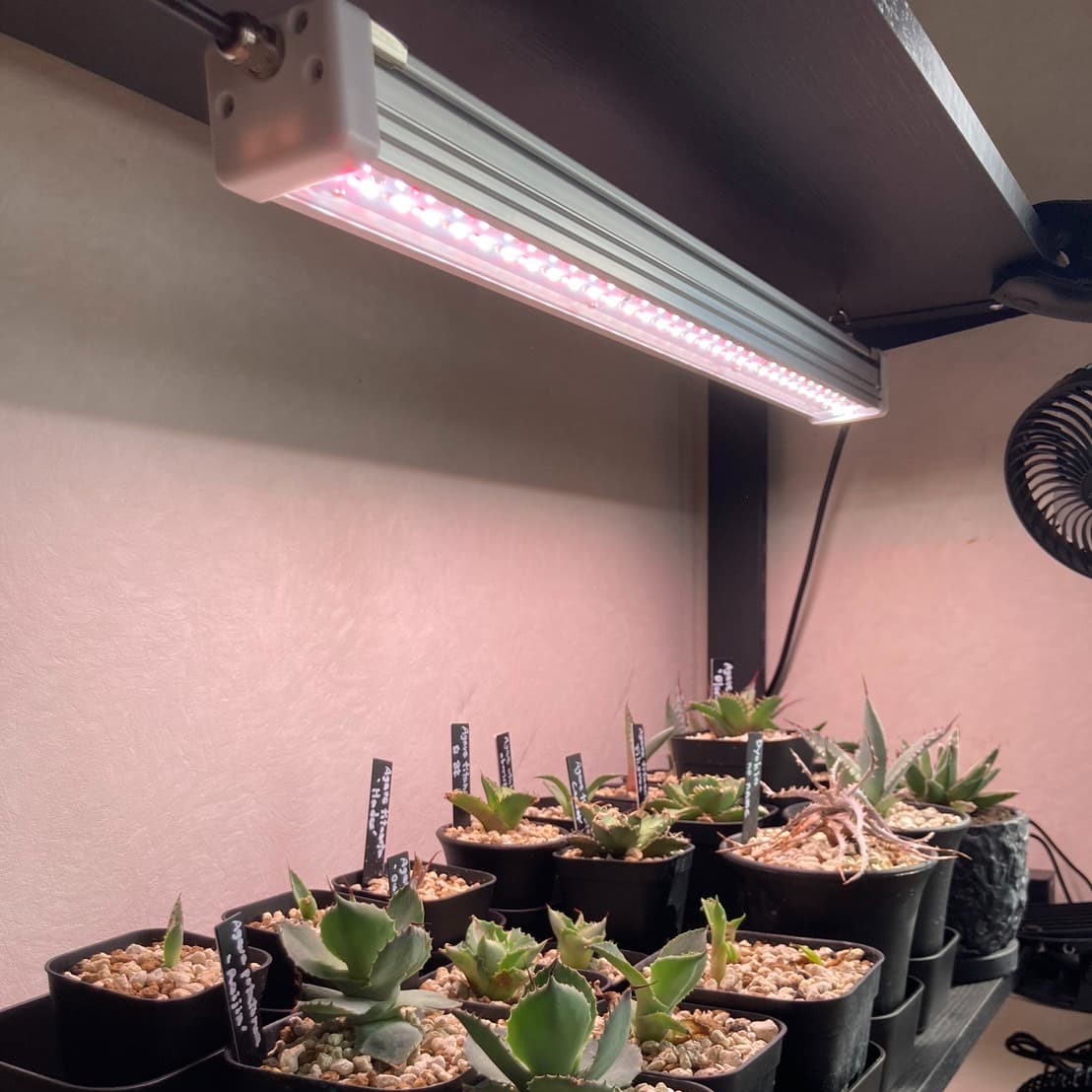LEDで野菜や花が栽培できる！？｜活用シーンとメリット・デメリットをご紹介