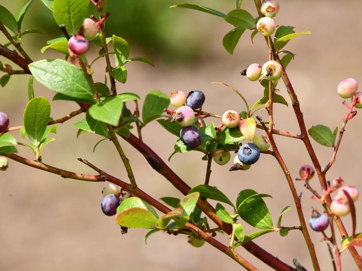 ブルーベリーの育て方 環境を整えて効率的な栽培を コラム セイコーエコロジア