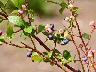 ブルーベリーの育て方 環境を整えて効率的な栽培を コラム セイコーエコロジア