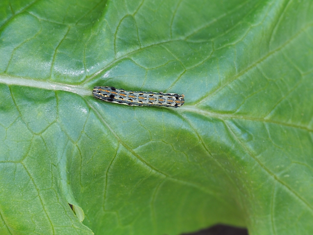 蛾の駆除 予防方法とは 大切な作物の食害を防ぐ対策 コラム セイコーエコロジア