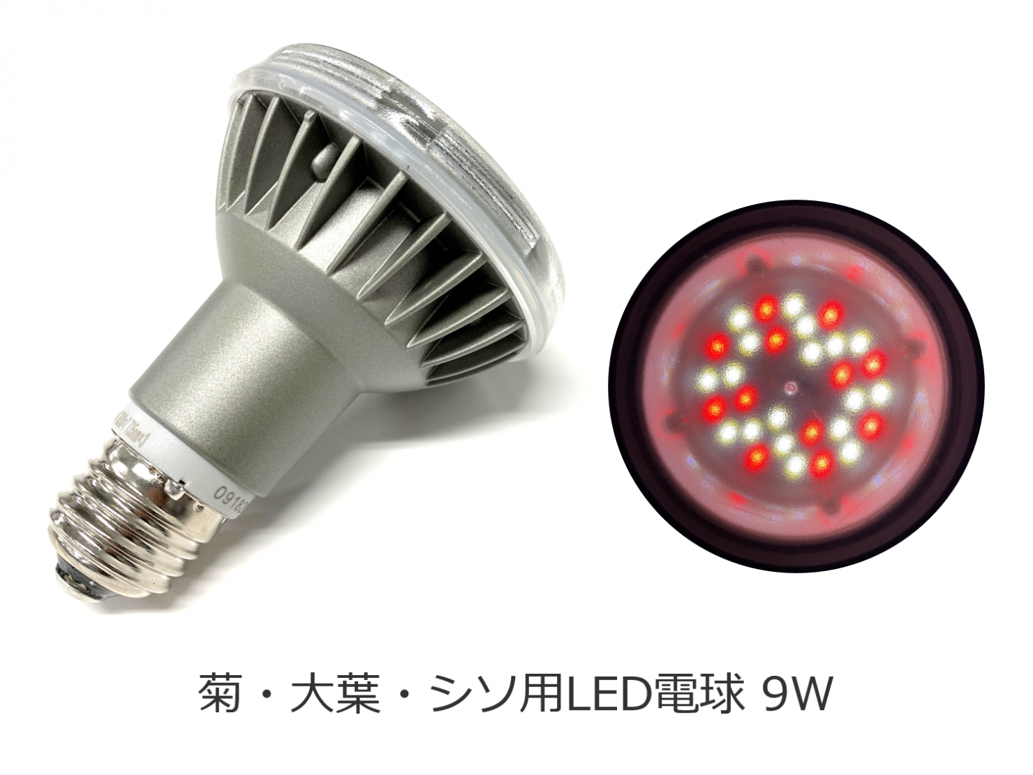 農業用led電球 農作物 植物育成用led電球 セイコーエコロジア 農業用led電球 農作物 植物育成用led電球 セイコーエコロジア