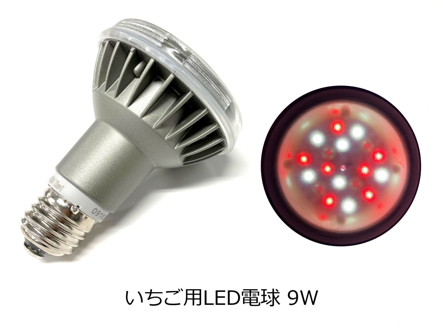 いちご用LED電球（イメージ）
