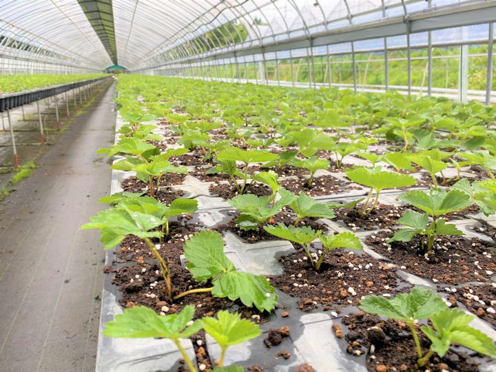 イチゴの育苗方法について 育苗の手順 育苗の種類や苗の増やし方を解説 コラム セイコーエコロジア