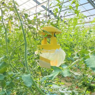東京都の野菜農家におけるスマートキャッチャーの効果と比較