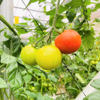 東京都の生産農家におけるオルガミンの野菜への効果と影響 ｜ 現地レポート ｜ セイコーエコロジア