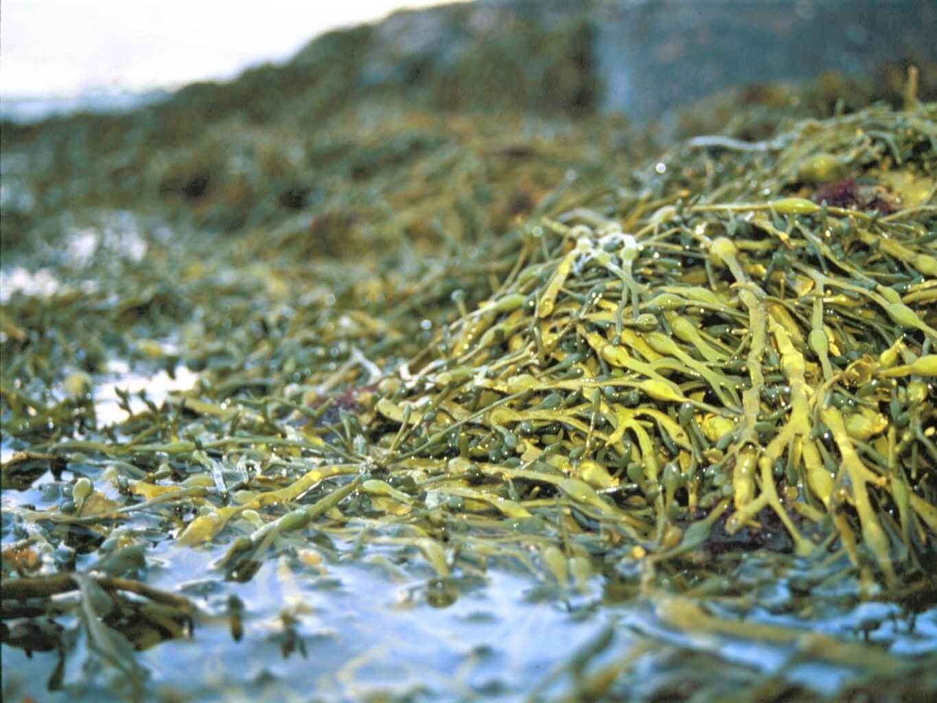 海藻のエキスイメージ