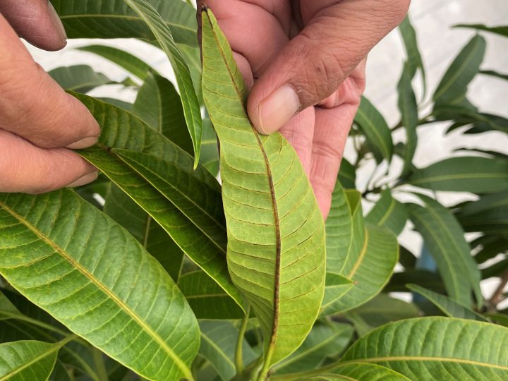 マンゴー栽培で発生する害虫 効果的な対策方法を解説 コラム セイコーエコロジア