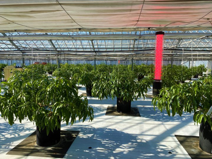 マンゴー栽培で発生する害虫 効果的な対策方法を解説 コラム セイコーエコロジア