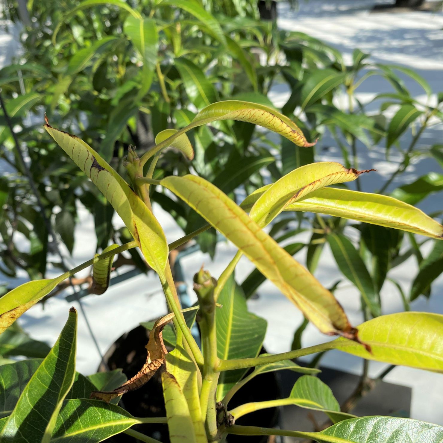 マンゴー栽培で発生する害虫｜効果的な対策方法を解説