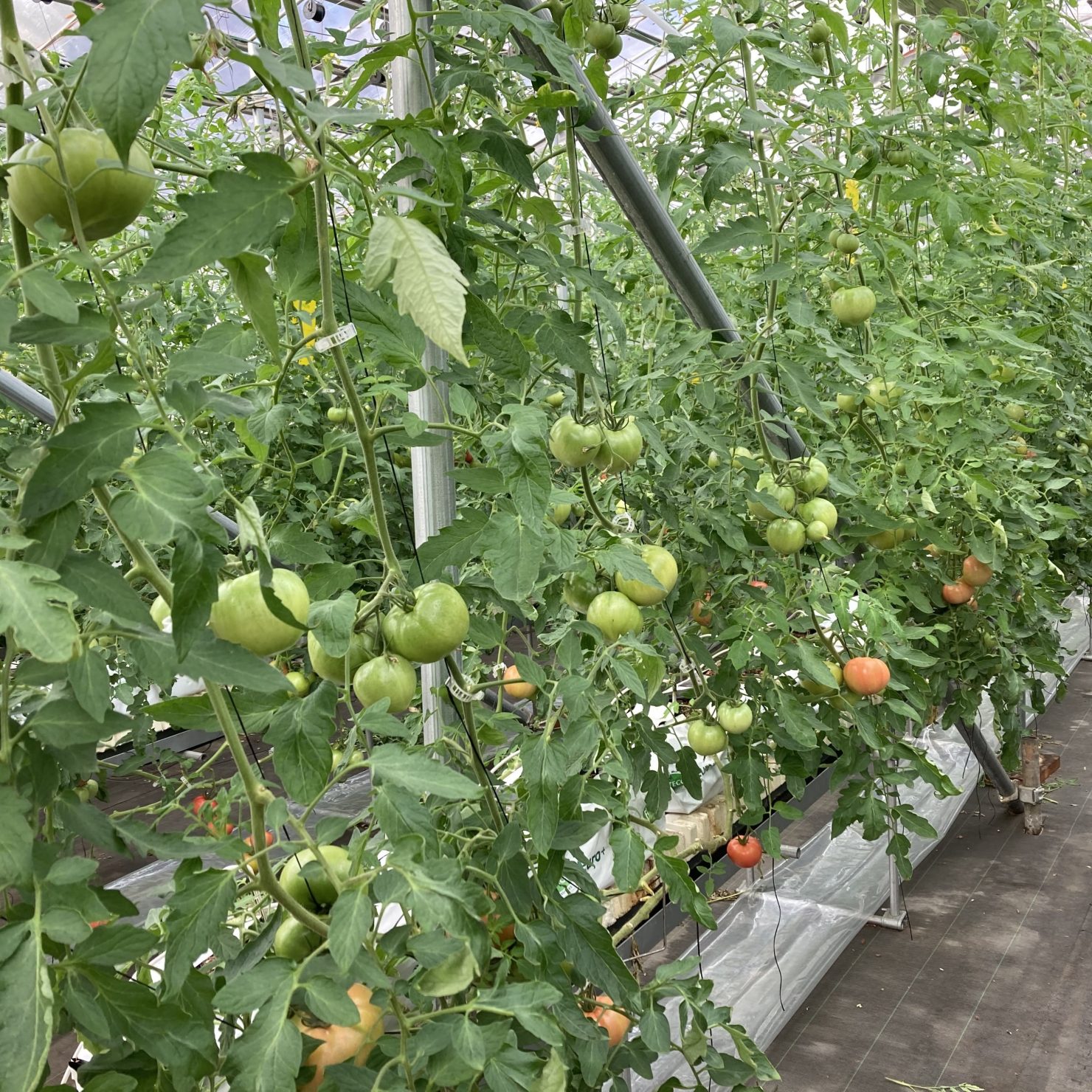 トマトの育苗ポイント｜健康で丈夫な苗を作るコツを解説