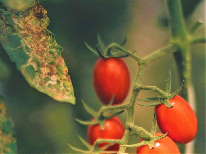 トマトの育苗ポイント 健康で丈夫な苗を作るコツを解説 コラム セイコーエコロジア