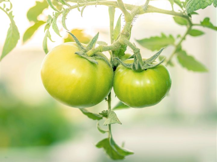 トマトを根腐れ病から守れ 根の元気を奪う糸状菌の対策について コラム セイコーエコロジア