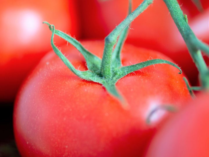 トマトを根腐れ病から守れ 根の元気を奪う糸状菌の対策について コラム セイコーエコロジア