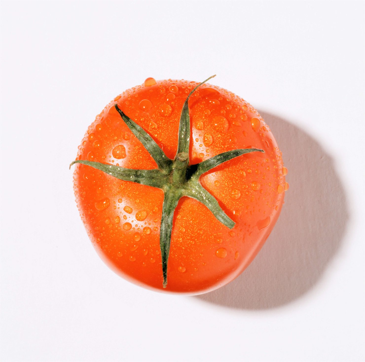 トマトを根腐れ病から守れ！根の元気を奪う糸状菌の対策について