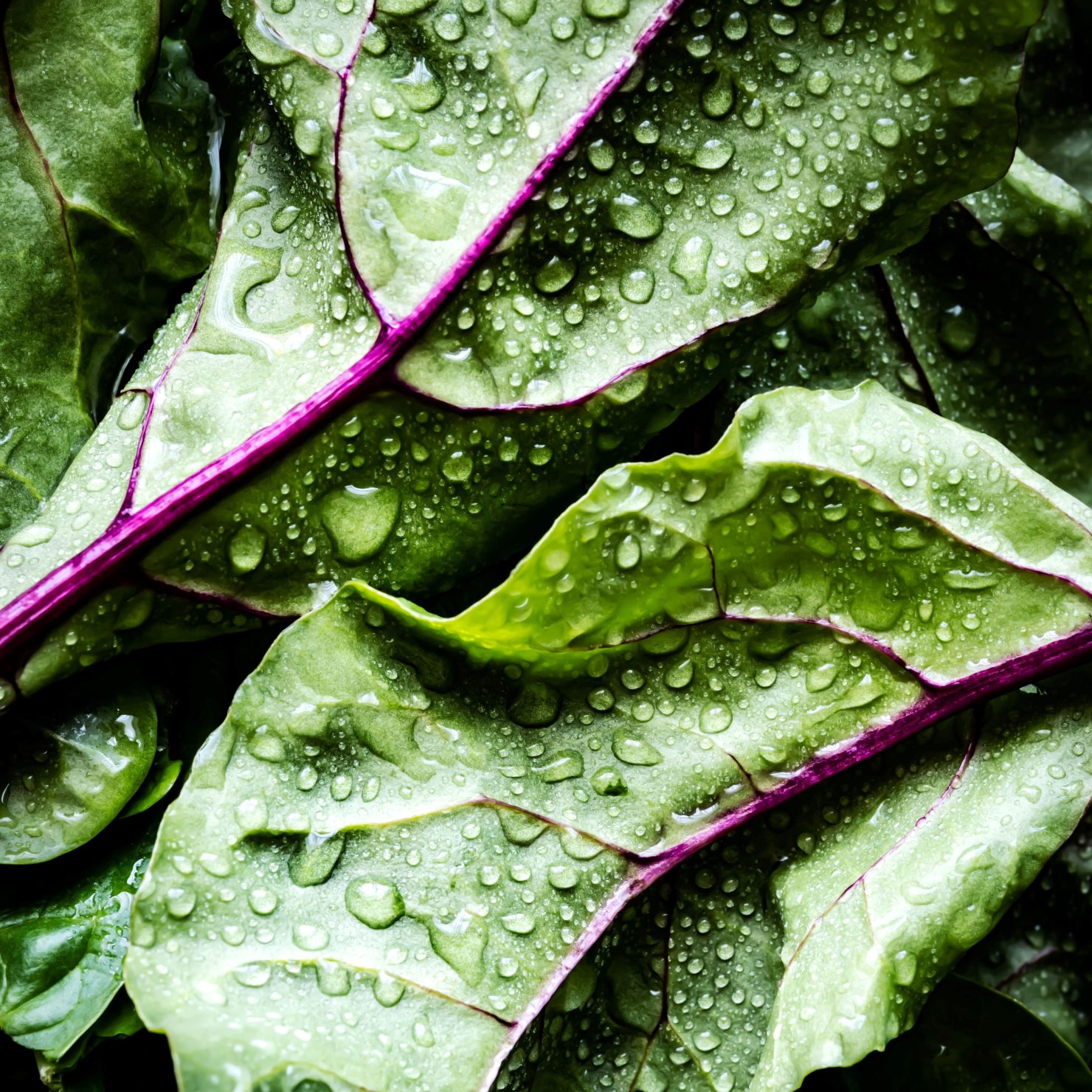 微量要素欠乏症から作物を守れ！葉面散布の有効活用