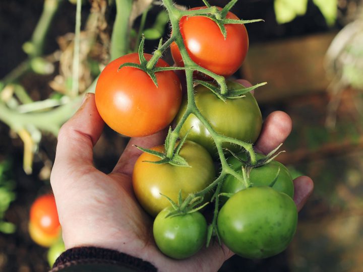 トマト栽培における日照不足とその症状 コラム セイコーエコロジア