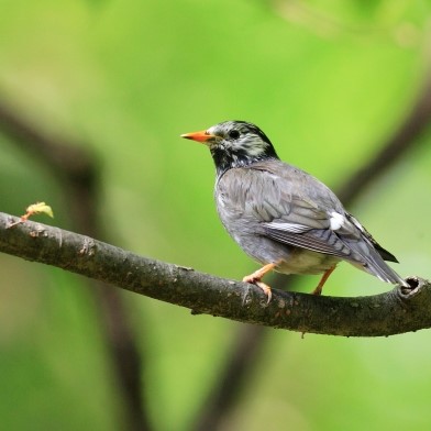 ムクドリの鳥害対策と駆除方法を徹底解説