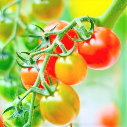 トマト栽培における日当たりの重要性｜健康に育てるために