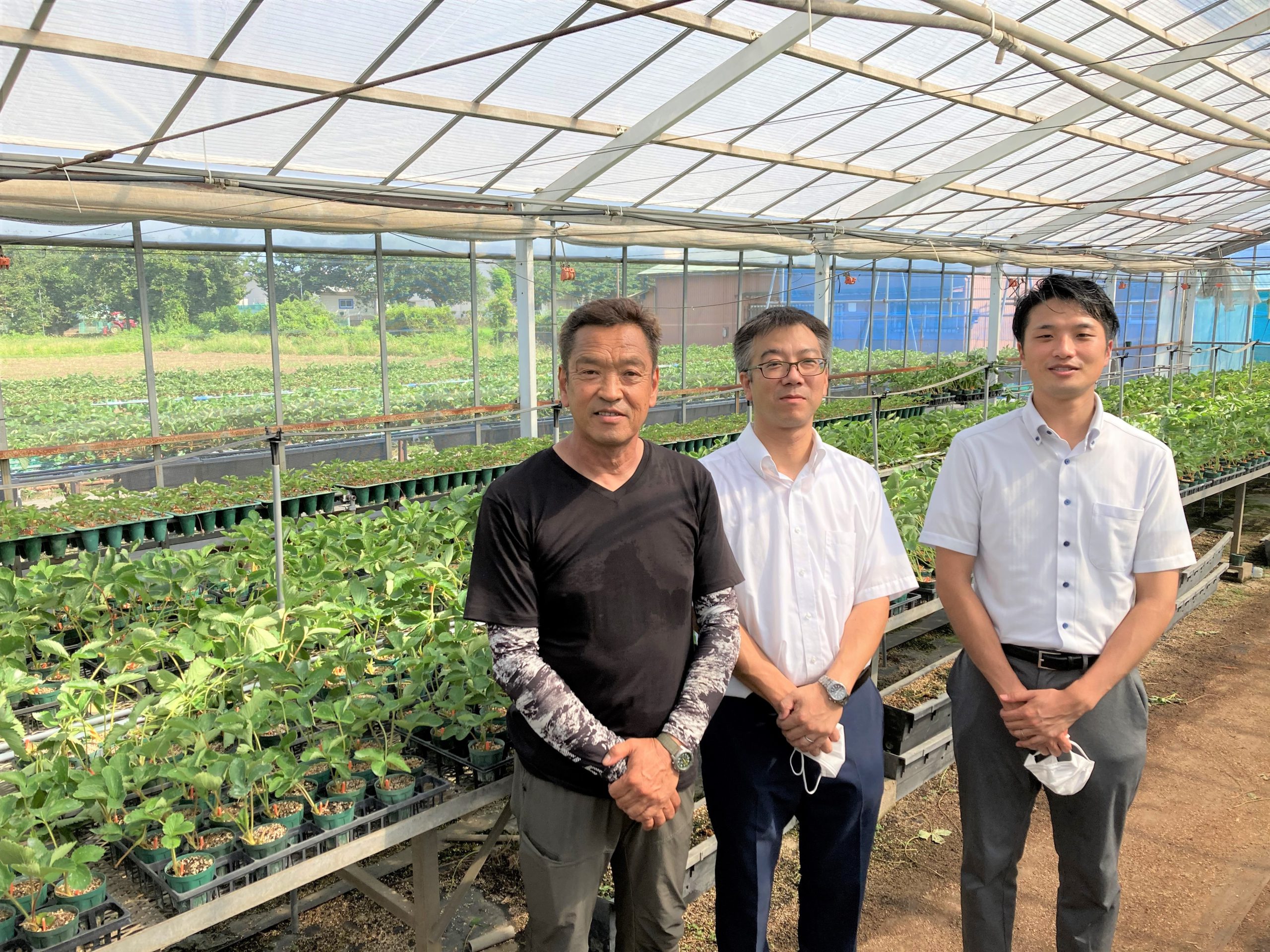 本当に良いいちごの苗ができます！ナノバブル水製造装置の効果を実感