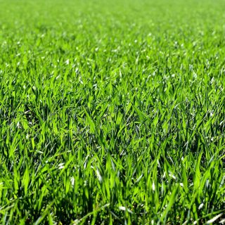 緑肥とは？緑肥の種類と使い方を詳しく解説