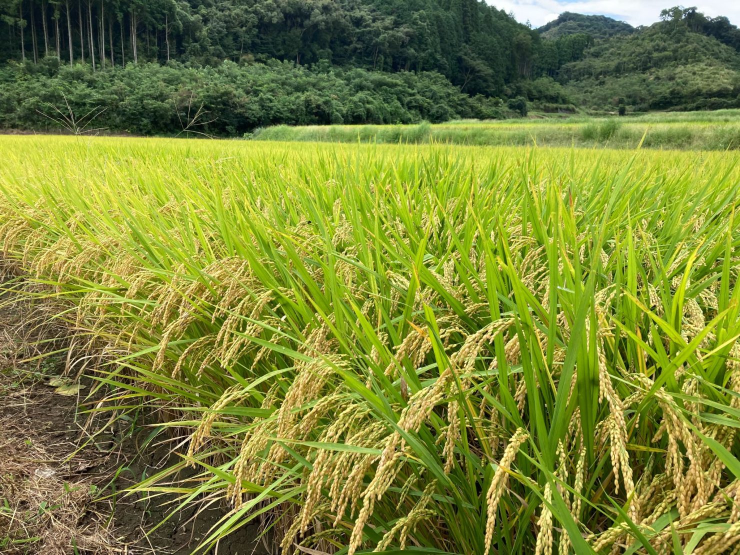 導入事例:キンコンバッキー(イメージ)