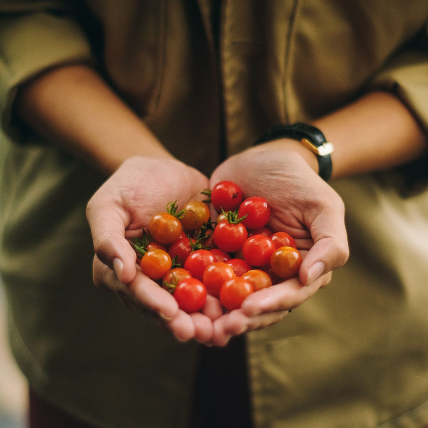 トマトをビニールハウスで栽培する方法｜メリットをご紹介