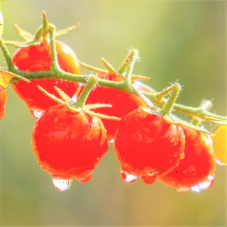 トマト栽培における梅雨時の対策とは？