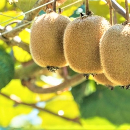 キウイフルーツの適切な収穫方法とは？