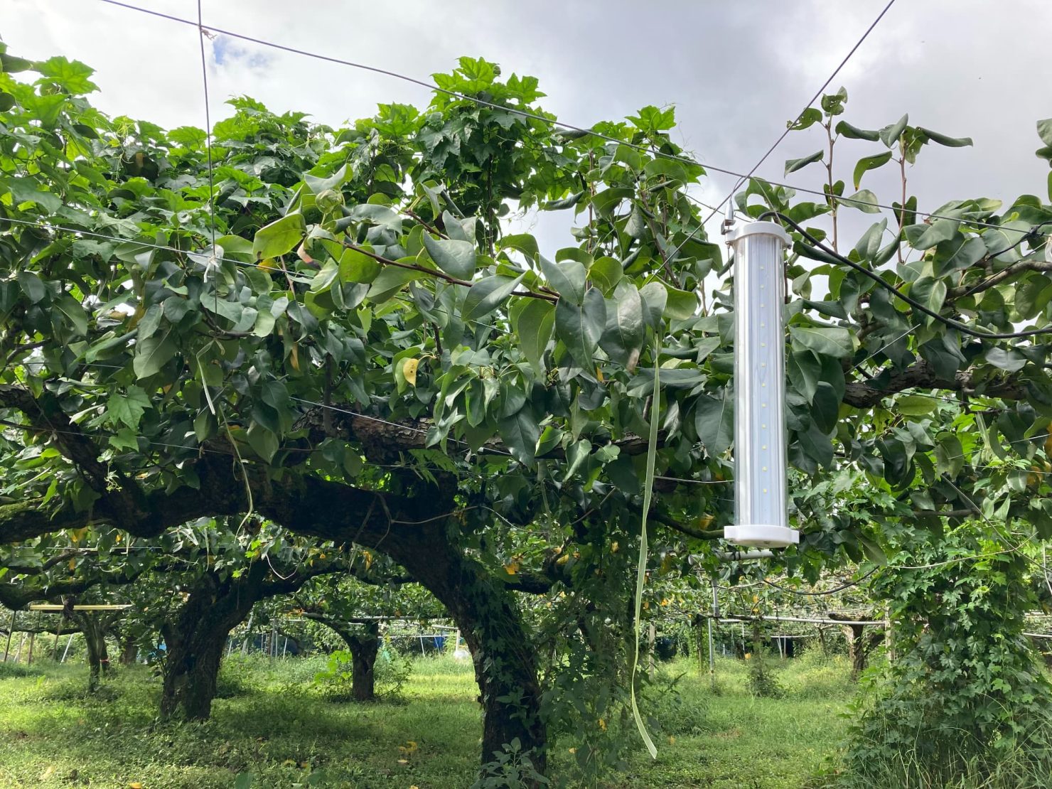 虫ブロッカ―黄（イメージ）