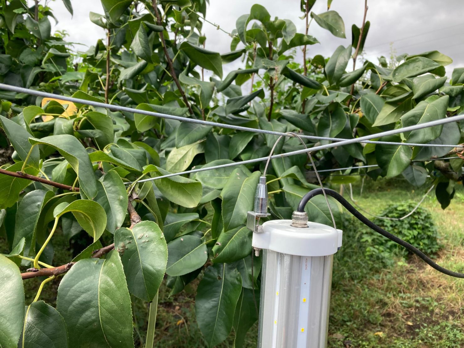 虫ブロッカ―黄（イメージ）