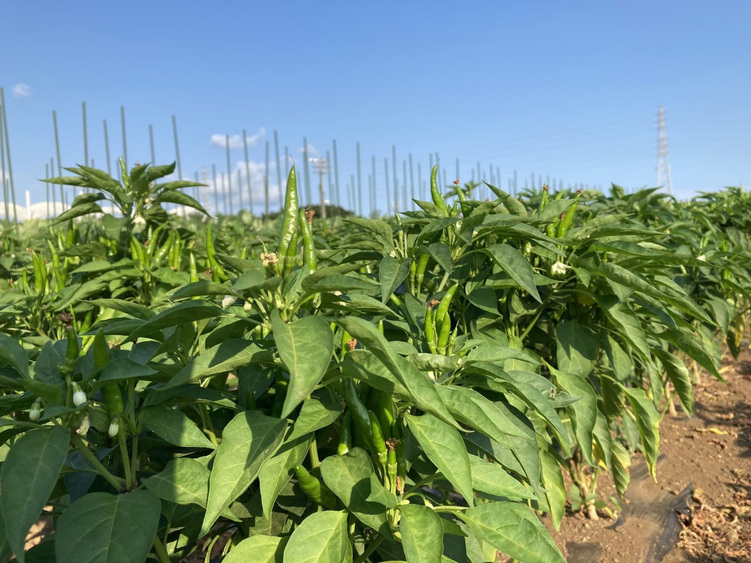 腐植マスター（イメージ）