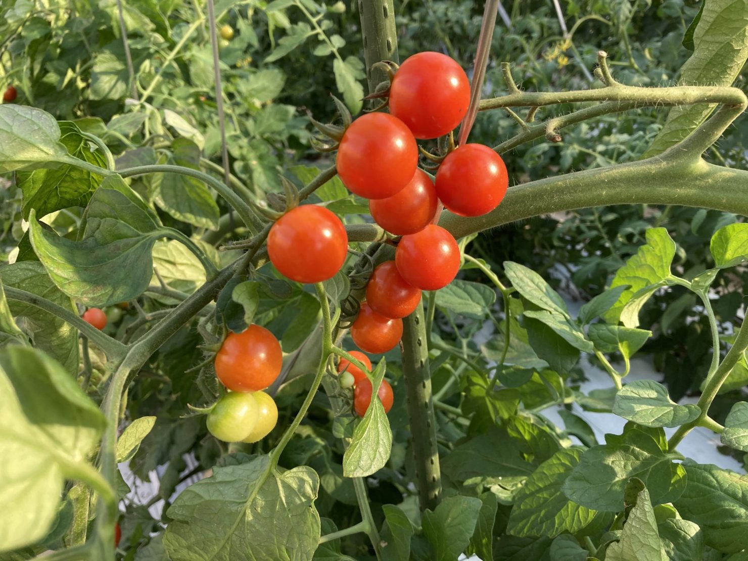 アミノエイトイメージ