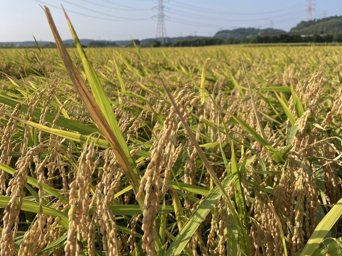 キンコンバッキー(イメージ)