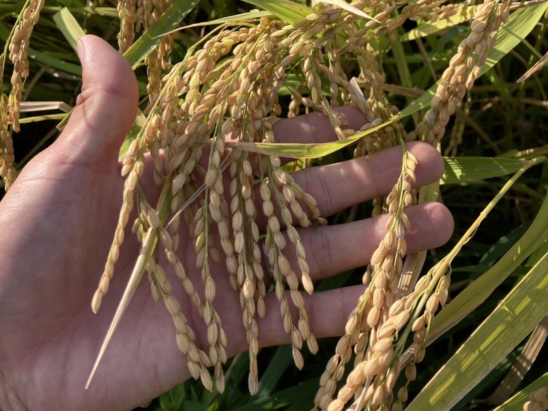 キンコンバッキー(イメージ)