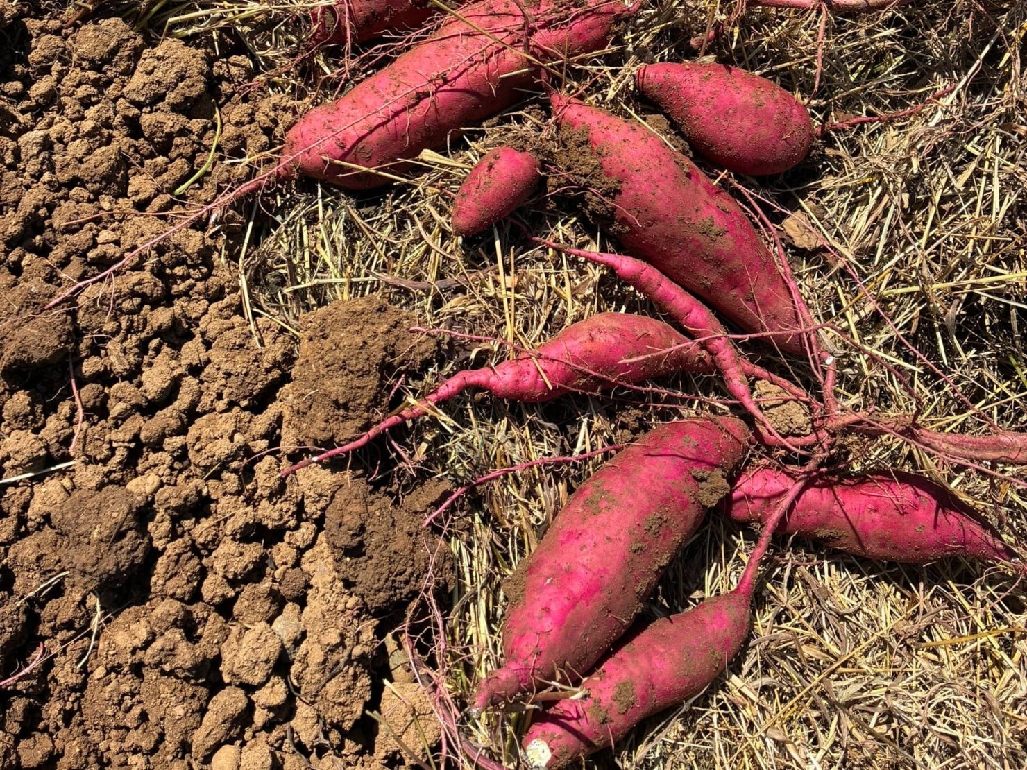 導入事例:キンコンバッキー(イメージ)