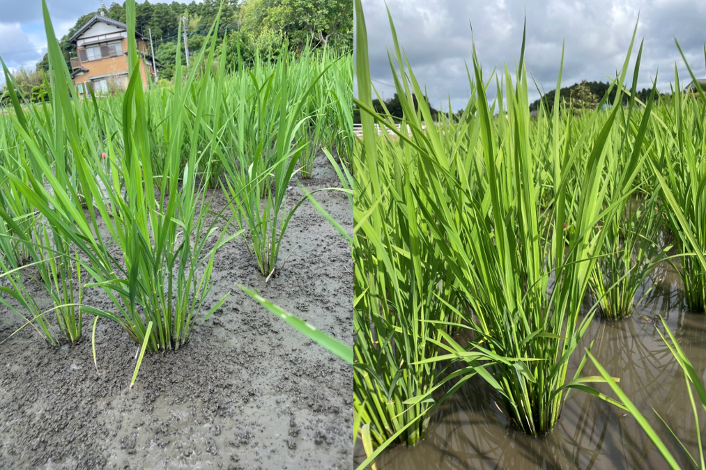 導入事例：キンコンバッキー（イメージ）