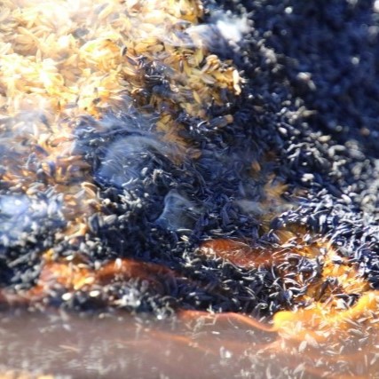 処分に困る籾殻の活用方法｜燃やすことで籾殻燻炭に変えよう