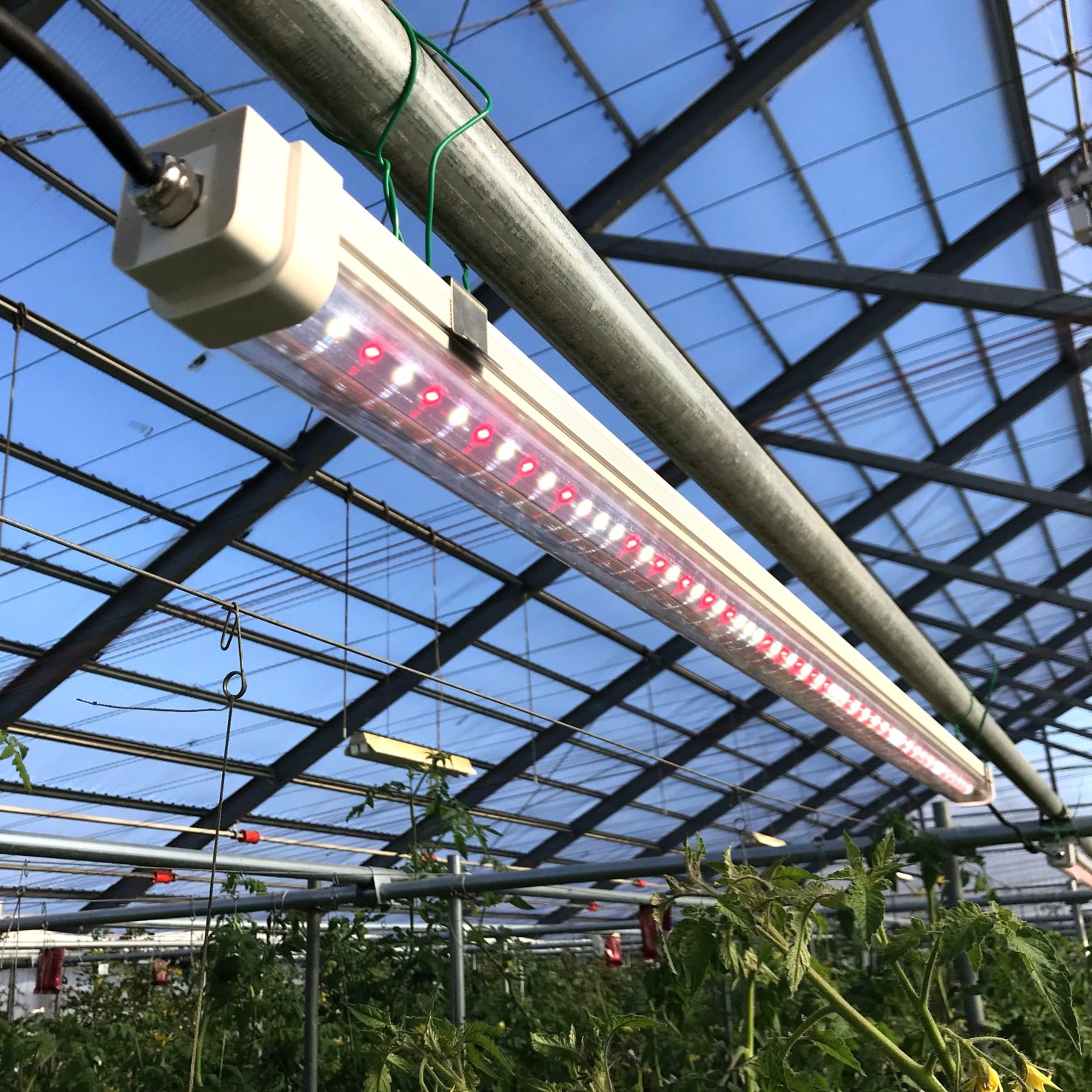 LEDで野菜を栽培する植物工場とは？ 成長の仕組みと効率的な生産方法