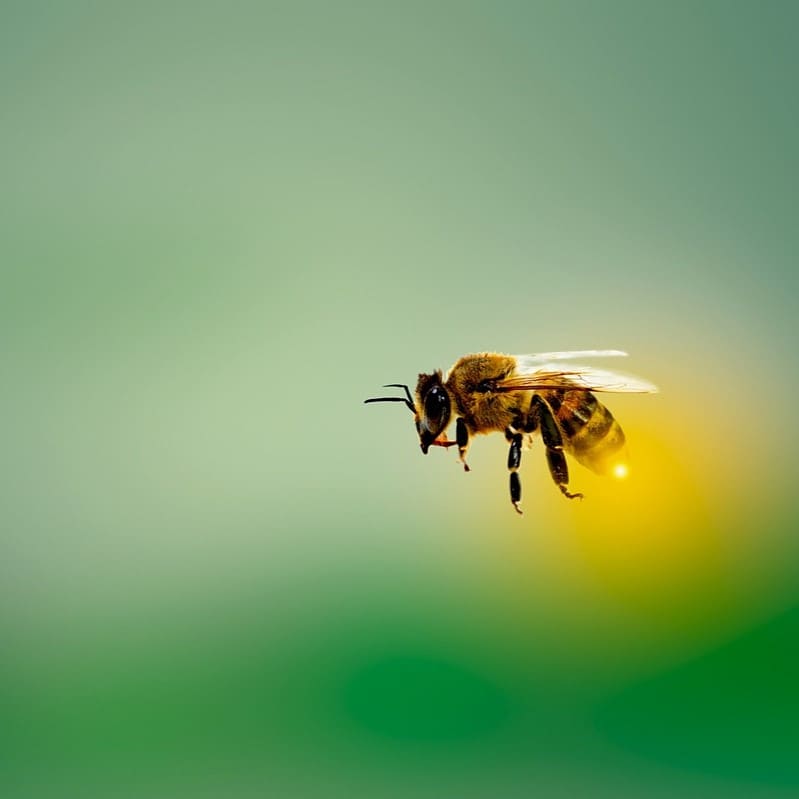 イチゴの受粉に欠かせないミツバチの働きについて解説